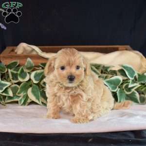 Gemma, Maltipoo Puppy