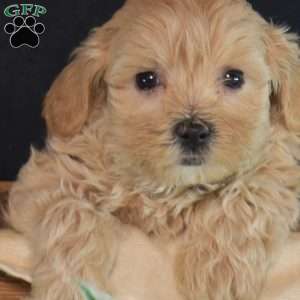Gemma, Maltipoo Puppy