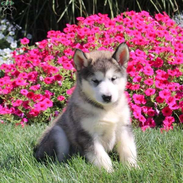 Genesis, Alaskan Malamute Puppy