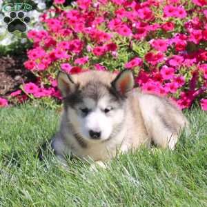 Genesis, Alaskan Malamute Puppy
