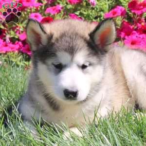 Genesis, Alaskan Malamute Puppy