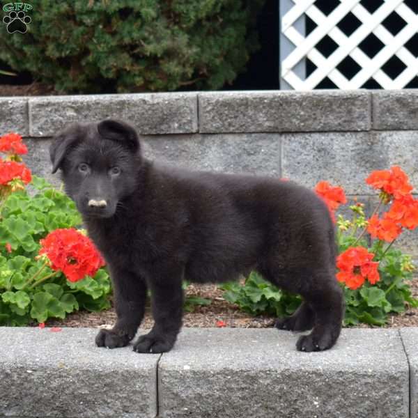 Geo, German Shepherd Puppy
