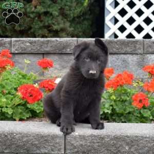 Geo, German Shepherd Puppy
