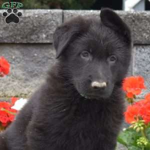 Geo, German Shepherd Puppy