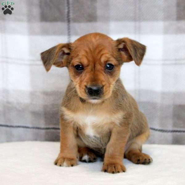George, Yorkie Russell Puppy