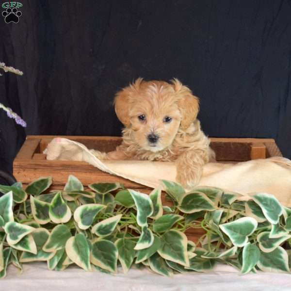 George, Maltipoo Puppy