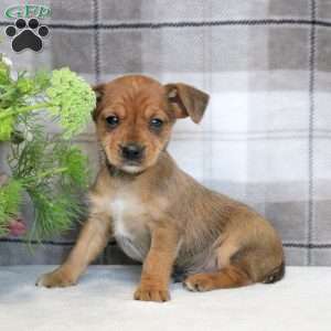 George, Yorkie Russell Puppy