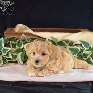 George, Maltipoo Puppy