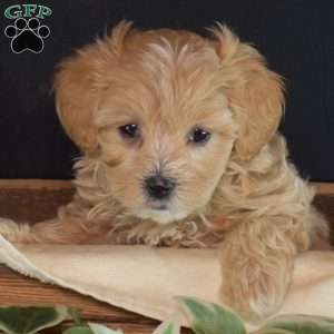 George, Maltipoo Puppy