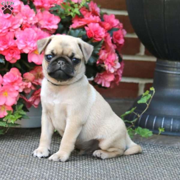 George, Pug Puppy