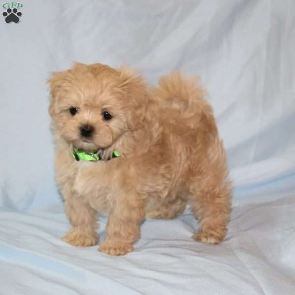 Georgia, Maltipoo Puppy