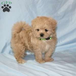 Georgia, Maltipoo Puppy