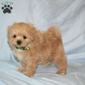 Georgia, Maltipoo Puppy