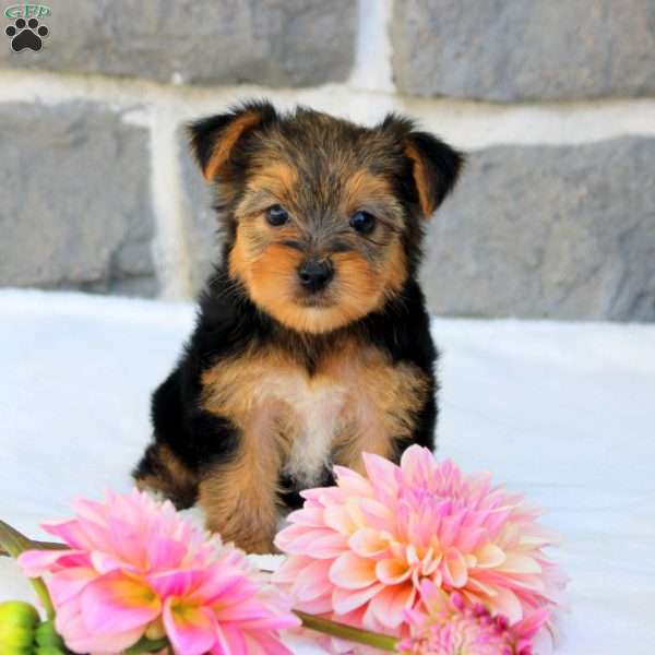 Georgia, Morkie / Yorktese Puppy