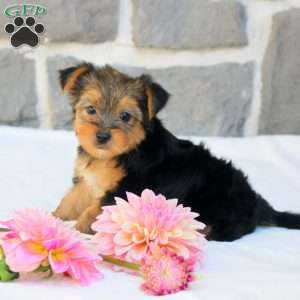 Georgia, Morkie / Yorktese Puppy
