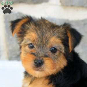 Georgia, Morkie / Yorktese Puppy