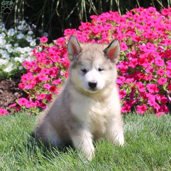 Gianna, Alaskan Malamute Puppy