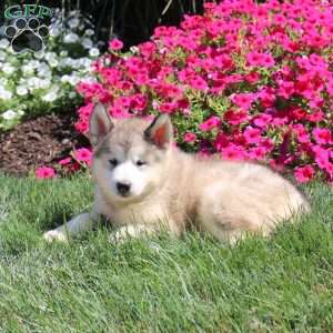Gianna, Alaskan Malamute Puppy