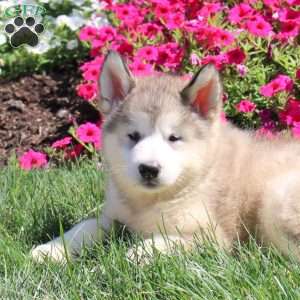 Gianna, Alaskan Malamute Puppy