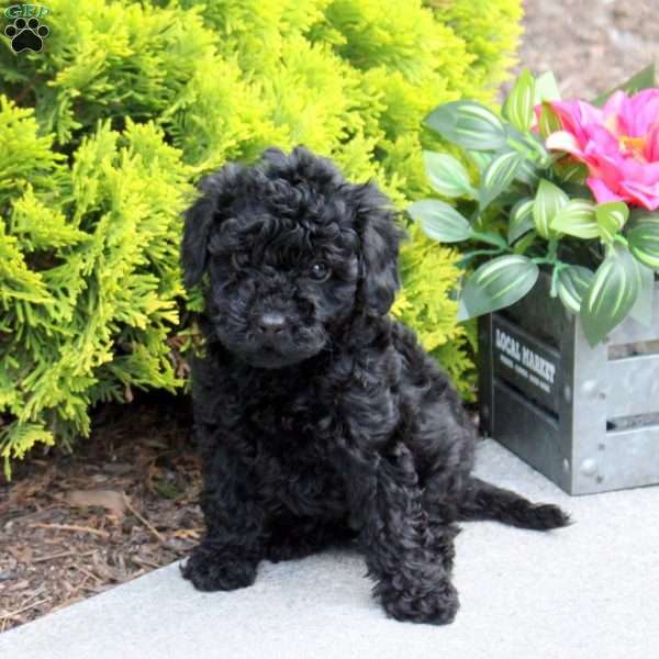 Giggles, Yorkie Poo Puppy