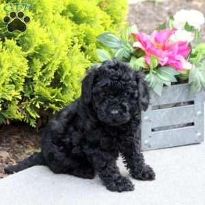 Giggles, Yorkie Poo Puppy