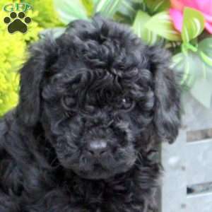 Giggles, Yorkie Poo Puppy