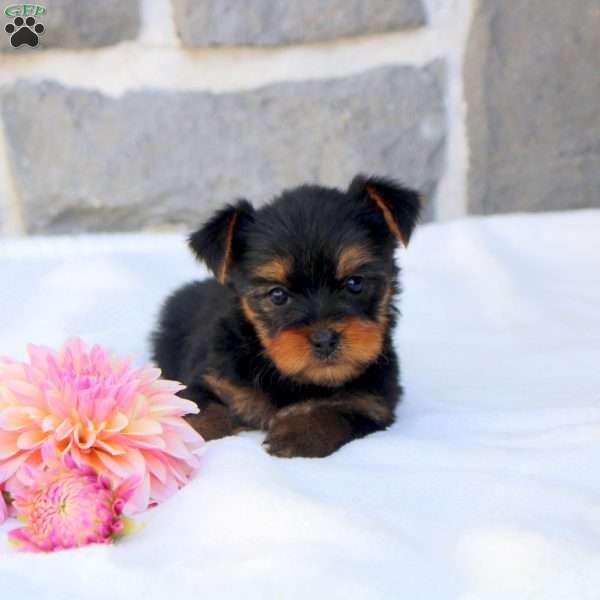 Gigi, Morkie / Yorktese Puppy