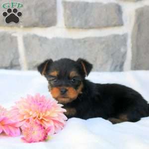 Gigi, Morkie / Yorktese Puppy