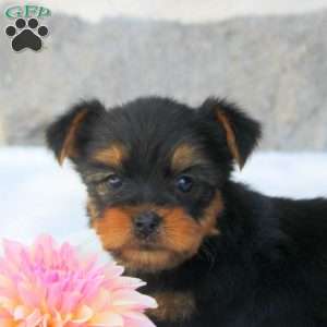 Gigi, Morkie / Yorktese Puppy