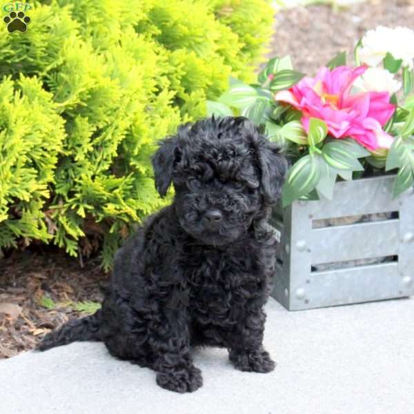 Gina, Yorkie Poo Puppy
