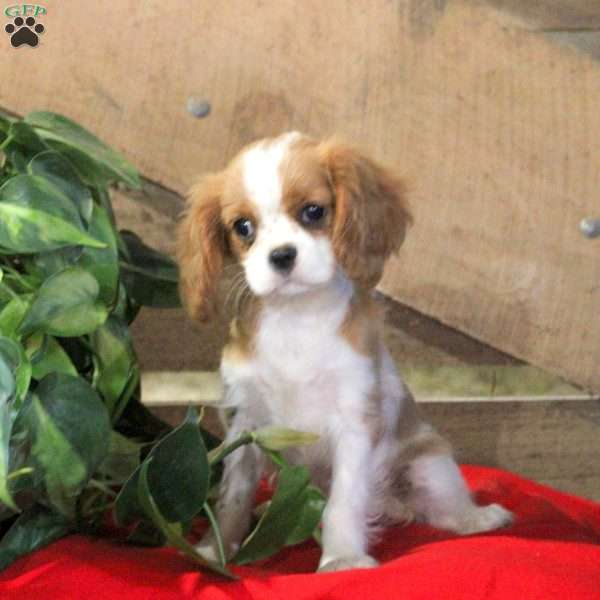 Gina, Cavalier King Charles Spaniel Puppy