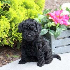 Gina, Yorkie Poo Puppy