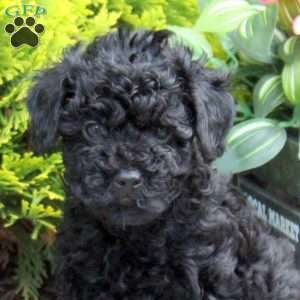 Gina, Yorkie Poo Puppy