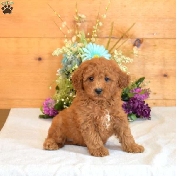 Ginger, Bich-Poo Puppy