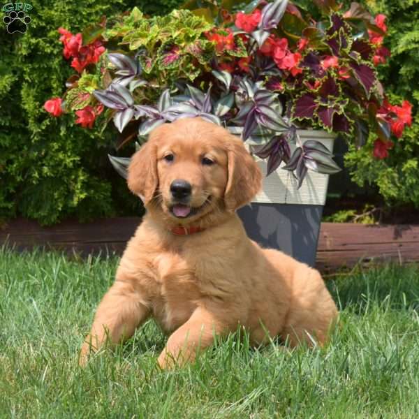 Ginger, Golden Retriever Puppy