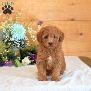 Ginger, Bich-Poo Puppy