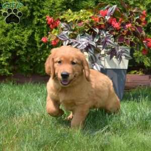 Ginger, Golden Retriever Puppy