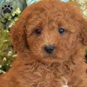 Ginger, Bich-Poo Puppy