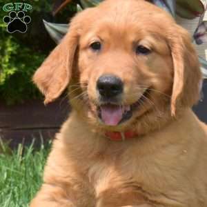 Ginger, Golden Retriever Puppy