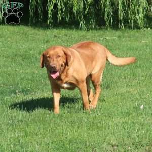 Sequoia, Fox Red Labrador Retriever Puppy