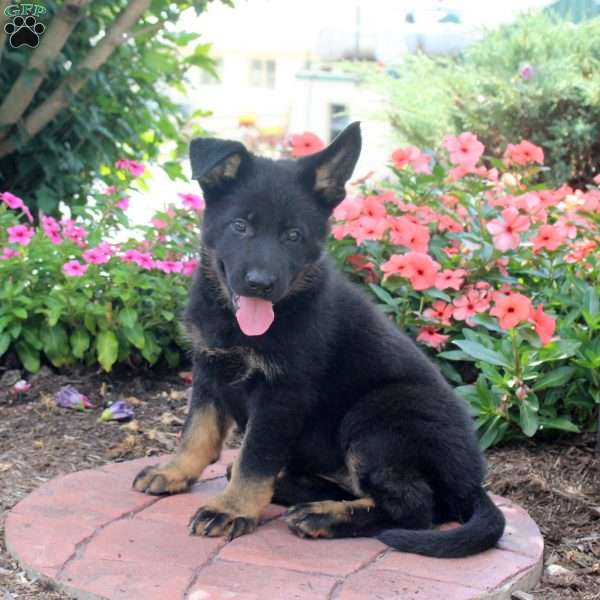 Ginny, German Shepherd Puppy