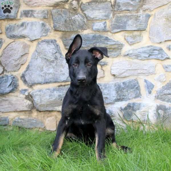 Ginny, German Shepherd Puppy