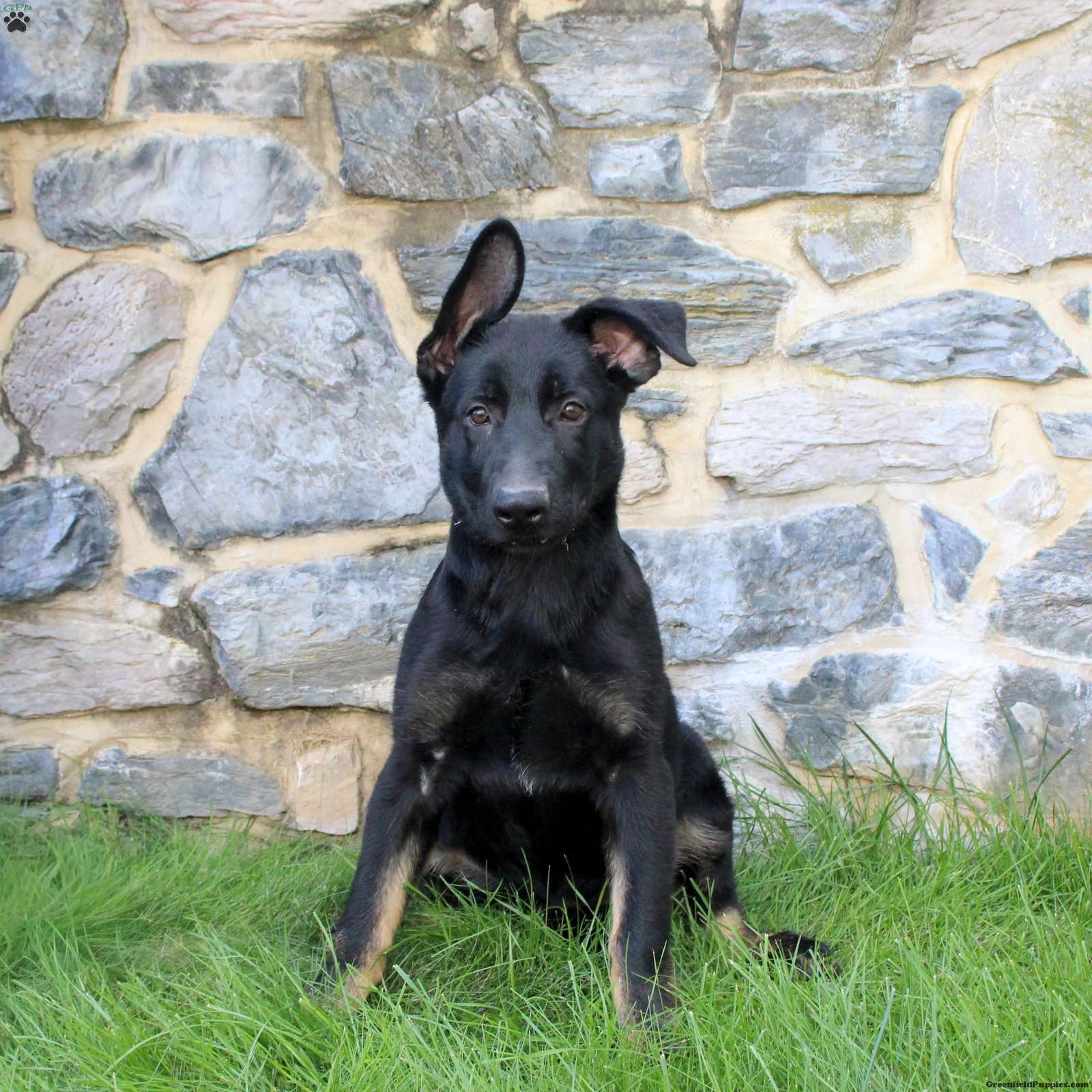 Ginny (German Shepherd, Female) in Lititz, PA