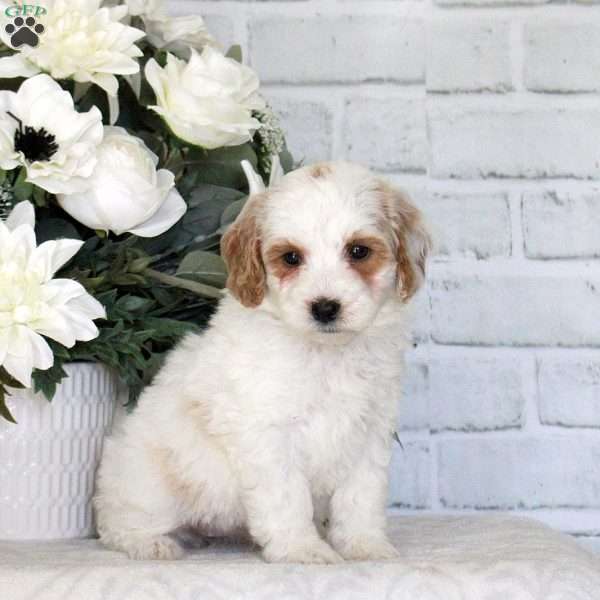 Ginny, Mini Goldendoodle Puppy