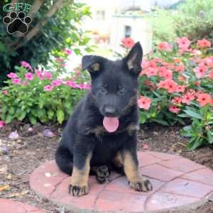 Ginny, German Shepherd Puppy