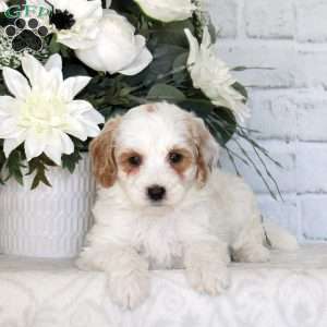 Ginny, Mini Goldendoodle Puppy