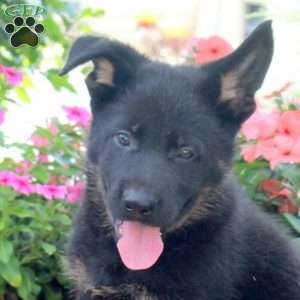 Ginny, German Shepherd Puppy