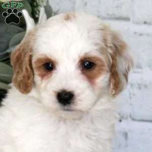 Ginny, Mini Goldendoodle Puppy