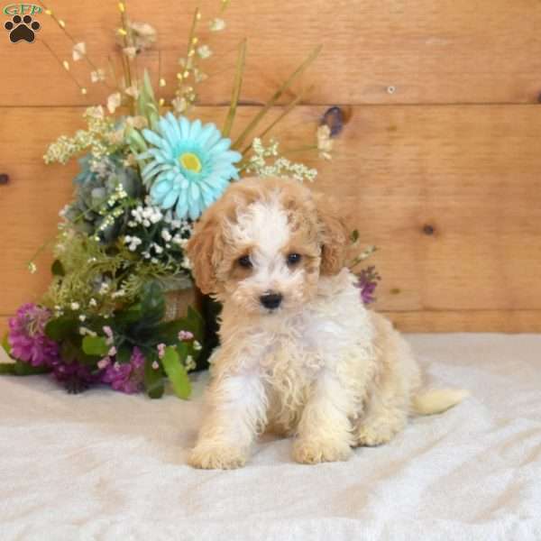 Gizmo, Bich-Poo Puppy