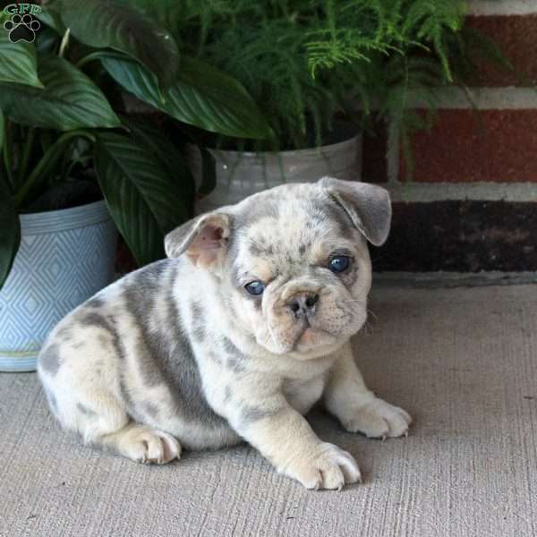 Gizmo, French Bulldog Puppy